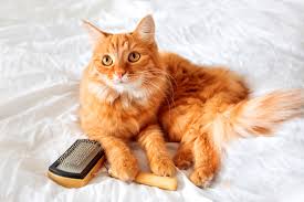 Kedi Tarama Nasil Yapilir Makas Pet Kuafor