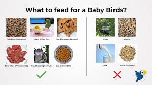 What To Feed A Baby Bird Goodbird Hand Feeding Formula