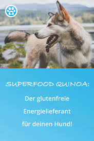Superfood Quinoa Der Glutenfreie Energielieferant Fur Deinen Hund Hunde Ernahrung Hundeernahrung Hunde