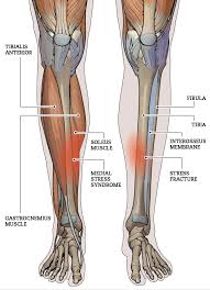 To do their job properly, ligaments need to maintain a certain degree of strength and length. Mo Bamba Left Leg Tibial Stress Fracture Sports Blog