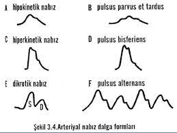 • nabzin özelli̇kleri̇ • nabız,kalbin sol ventrikülünün. Kalbin Fizik Muayenesi Ppt Indir