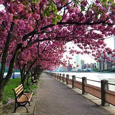 Nyc Cherry Blossoms Spring Beautiful Landscapes Beautiful Places New York Travel