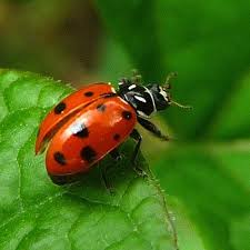 Black And Red Ladybug Meaning Red Animals And This Color Is So Powerful That Red Coloured Animals Often Attract Our Attention Very Easily For Their Beaut In 2020 Ladybug Bad Bugs Bugs And Insects