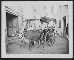 Bombay - bullock (jut) cart on narrow street — PICRYL - Public Domain Media Search Engine