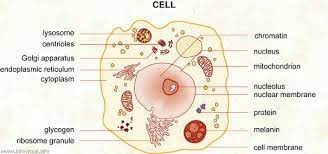 Check spelling or type a new query. Biological Terms From Smallest To Largest Flashcards Quizlet