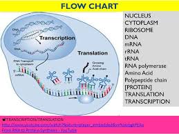 Dna Translation Diagram Ribosome Wiring Diagram Query