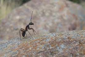 Field ants are large black ants. Ant Exterminator Diy Guide To Methods And Cost The Pest Rangers