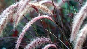 Während im sommer die eleganten blütenstände im wind wehen, fallen im herbst die schönen schnitt im herbst je nach art. Ziergraser Arten Im Uberblick Ndr De Ratgeber Garten Zierpflanzen