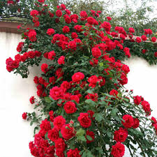 Use them in commercial designs under lifetime, perpetual & worldwide rights. Xksikjian S Garden 50 Red Rose Flower Seeds Ornamental Plant Home Yard Office Decor Non Gmo Seeds Open Pollinated Seeds For Planting Buy Online In Macau At Macau Desertcart Com Productid 158766799