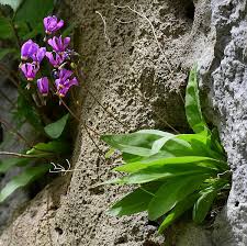 Image result for Primula 1982 Fleet