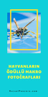 Hayvanlarin Odullu Makro Fotograflari Hayvan Fotograf Hayvanlar