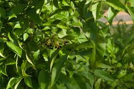 Image result for Markhamia zanzibarica