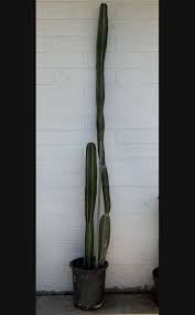 Image result for Lophocereus marginatus