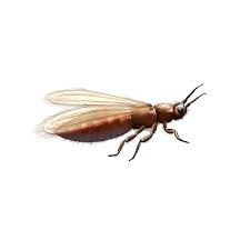 Thrip repellent for people ^. Thrip Control And Treatments For The Home Yard And Garden