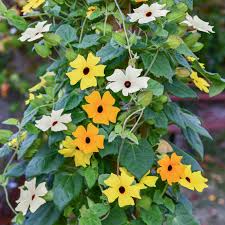 Image result for Thunbergia dregeana