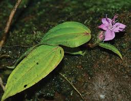 Image result for Lepidagathis pallescens