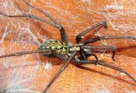Although the spider is not considered to be aggressive, it will often bite can a spider bite kill my dog? Spider Bites How Dangerous Are They