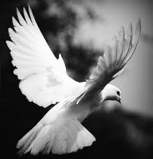 Http Www Cheshuntfuneraldirectors Com Services Html White Bird Tattoos Birds Tattoo Animal Tattoos