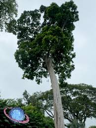 Image result for Maranthes