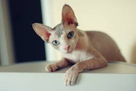 Rare Breed Of The Month The Sphynx Cat Clarkson Village Animal Hospital
