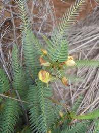 Image result for Chamaecrista wittei