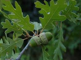 Image result for white oak leaf
