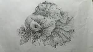 Ikan Cupang Menari Art Draw Ikan Cupang Fish Sketsa Ikan Cupang Art