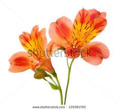 Alstroemeria Stock Photos Images Pictures Alstroemeria Flower Drawing Stock Photos