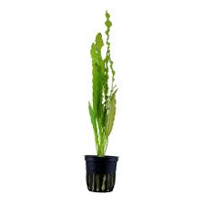 We did not find results for: Aponogeton Crispus Tropica Aquarium Plants