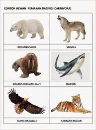 Download now pertarungan seru harimau versus macan tutul siapa yang menang. 9 Haiwan Ideas Animal Flashcards Ocean Theme Classroom Summer Bulletin Boards