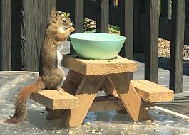 If you're going to make a squirrel picnic table you may as well make it a posh one. Michigan Family Starts Business Crafting Tiny Picnic Tables For Squirrels Mlive Com