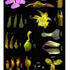 Image result for Afrohybanthus afer