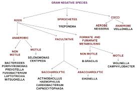 microbiology of periodontal diseases periobasics com