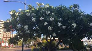 Gardening A Frangipani For Cq S Streets Queensland Times
