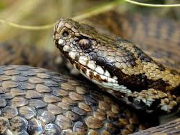 La Testa Della Vipera In Sicilia Tra Credenze Popolari E Malocchio Storia Di Una Cura Ancora Attuale Belicenews It