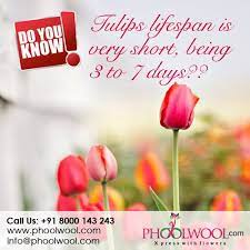 Tulips Lifespan Is Very Short Being 3 To 7 Days Tulips Day Flowers