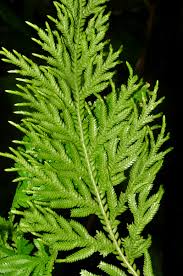 Image result for Selaginellaceae