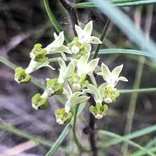 Image result for Xysmalobium sessile