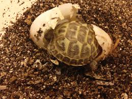 Russian Tortoise Care Tips
