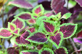 The pisang ceylon cultivar is considered to be more resistant to black streak virus. Coleus Plants Growing Care Varieties Garden Design