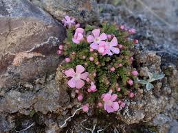 Image result for Mostuea microphylla