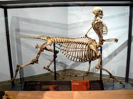 A Centaur Skeleton From An Exhibition At The Tuscon International Wildlife Museum Called Mythological Wildlife The Ancient Aliens Centaur Beautiful Dark Art