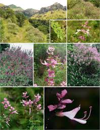 Image result for Syncolostemon sp. nov. aff. teucriifolius