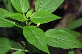 Image result for Micrococca mercurialis