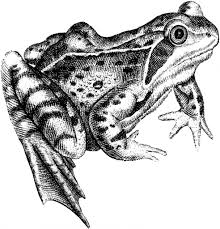 Clip art picture of black and white jumping frog.this royalty free clipart image of black and white jumping frog is available by purchasing a low cost subscription. 11 Frog Images And Clip Art The Graphics Fairy