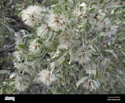 Image result for Leucosphaera bainesii
