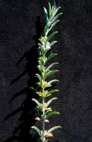 Image result for Leucas sexdentata