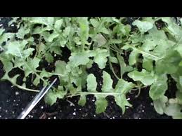 We did not find results for: Smartgrowers Harvesting Rocket Lettuce Youtube