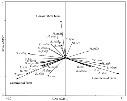 Image result for Tristachya rehmannii