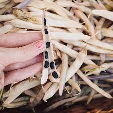 How To Grow Black Beans Growing Beans Black Beans Black Bean Plant